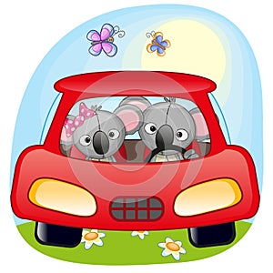 Two Koalas in a car