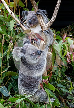 Two koalas clinging to a branch