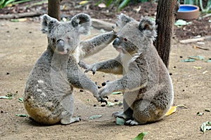 Two koalas on the ground photo