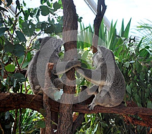 Two Koalas holding hands and looking away, sitting on a branch