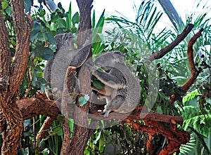 Two Koalas holding a tree trunk in Sydney zoo