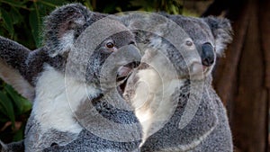 Two koalas peering into the distance