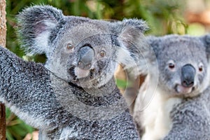 Two koalas posing side by side