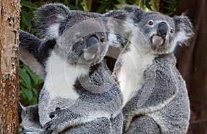 Two koalas sitting side by side photo