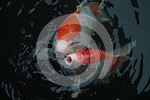 two koi fish (Cyprinus rubrofuscus) in a pond photo