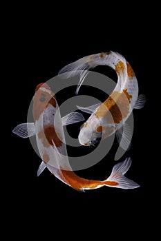 Two koi fish doitsu  with a black background