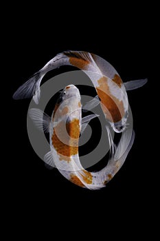 Two koi fish doitsu  with a black background