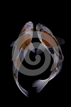 Two koi fish doitsu  with a black background