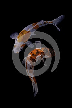 Two koi fish doitsu  with a black background