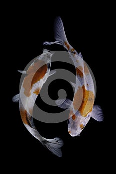 Two koi fish doitsu  with a black background