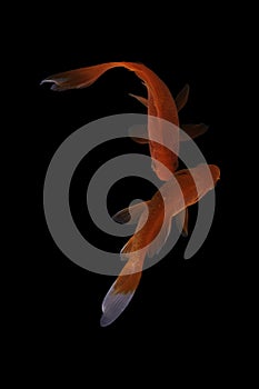 Two koi fish doitsu  with a black background