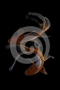 Two koi fish doitsu  with a black background