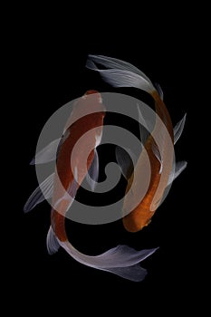 Two koi fish doitsu  with a black background