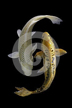 Two koi fish platinum  with a black background