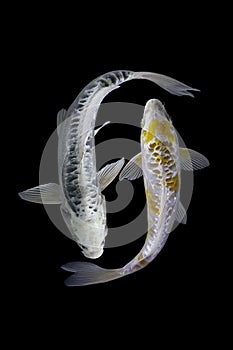 Two koi fish platinum  with a black background
