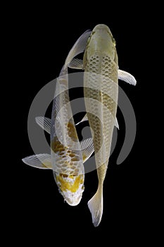 Two koi fish platinum  with a black background