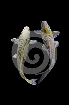 Two koi fish platinum  with a black background