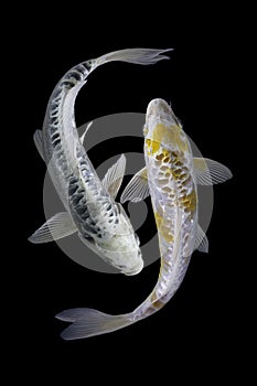 Two koi fish platinum  with a black background