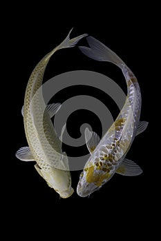 Two koi fish platinum  with a black background