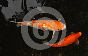Two Koi in Pond
