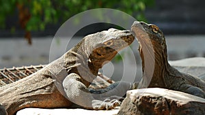 Two Komodo dragon interacting