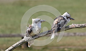 Two kookaburras
