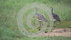 Two Kori Bustard Standing And Walking In the Grassy Field In El Karama Lodge In Kenya - Close Up sh