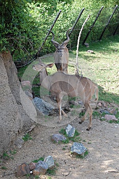 Two kudus in zoo