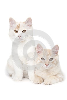 Two Kurilian Bobtails cats photo