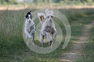 Two Kyrgyzian Sight hound Taigan dogs running on the grass