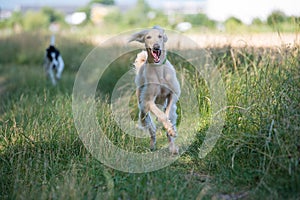 Two Kyrgyzian Sight hound Taigan dogs running on the grass