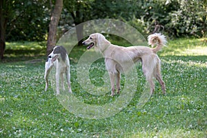 Two Kyrgyzian Sight hound Taigan dogs sitting on the green gras