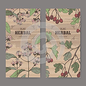 Two labels with Cinchona officinalis aka quinine or Jesuit bark and Crataegus monogyna aka common hawthorn color sketch.