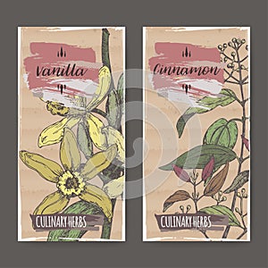 Two labels with Vanilla, Cinnamon color sketch. Culinary herbs collection.