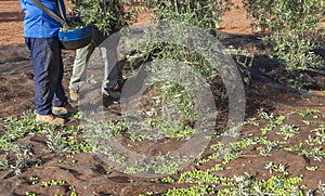 Two laborers picking green olives