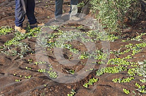 Two laborers picking olives