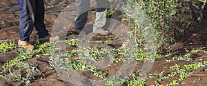 Two laborers picking olives