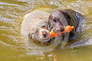 Two labrador dogs with toy swimming in water
