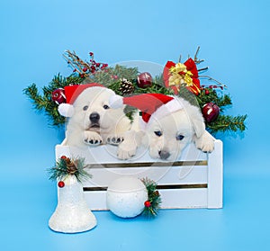 Two labrador puppie wit christmas red hat