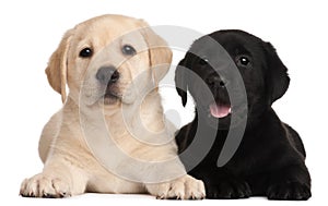 Two Labrador puppies, 7 weeks old