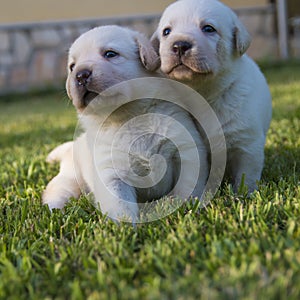 Two labrador puppies in garden