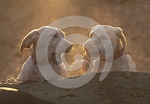 Two labrador puppies playing games