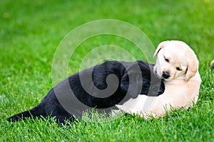 Two Labrador puppies.