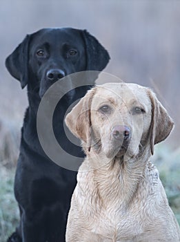 Two labrador pups sat outside