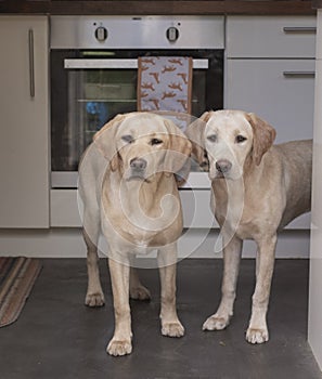 Two labrador pups standing in the doorway