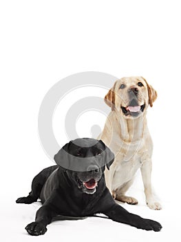 Two labrador retriever dogs