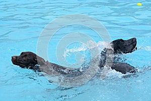 Two labrador retriever dogs in pool