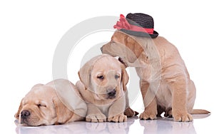 Two labrador retriever dogs resting next to one biting playful