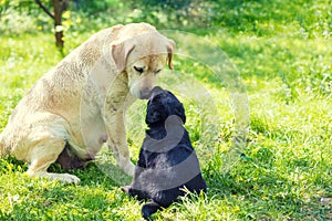 Mother dog and little puppy sniff to each other photo