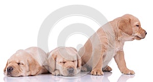 Two labrador retriever dogs sleeping and looking aside